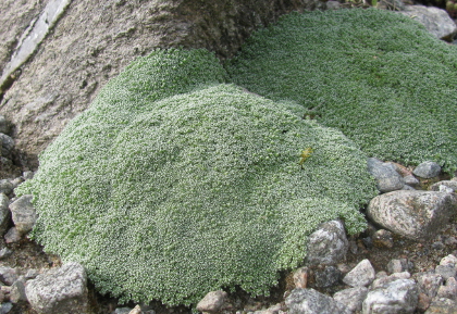Arenaria alfacariensis (lithops)